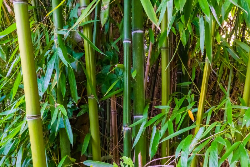 Bamboo Trimming in Honolulu, HI