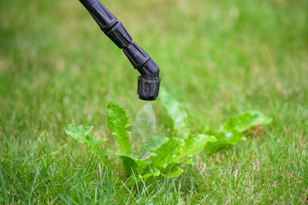 Backyard Weed Control