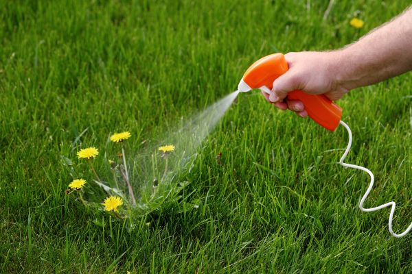 Backyard Weed Elimination