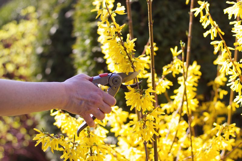 Azalea Pruning in Honolulu, HI