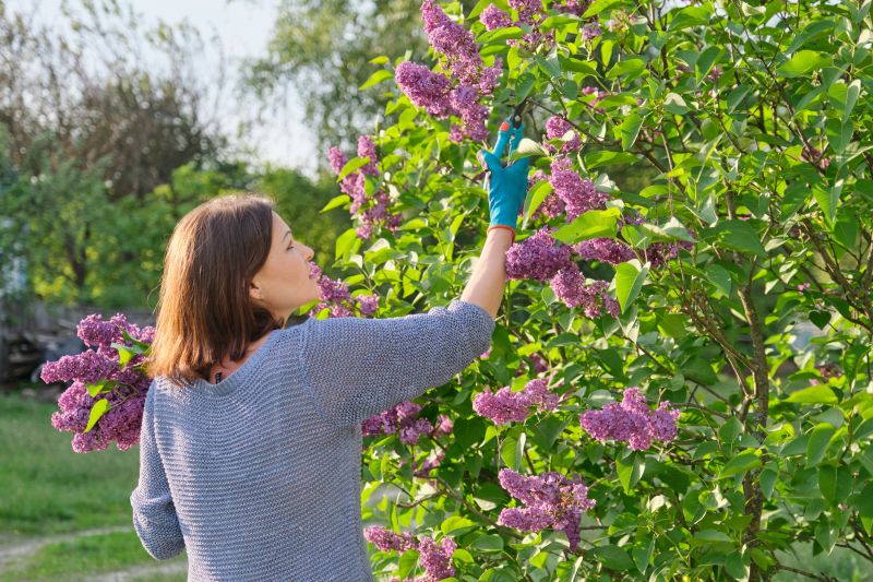 Hydrangea Pruning in Honolulu, HI