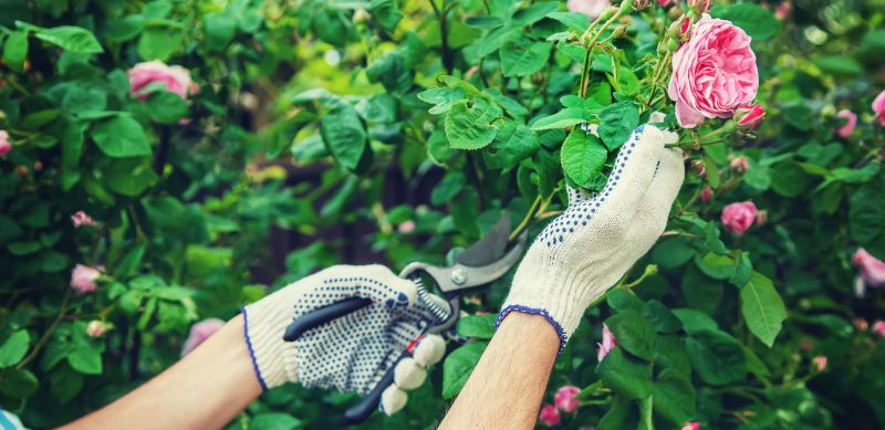 Shrub Shaping in Honolulu, HI