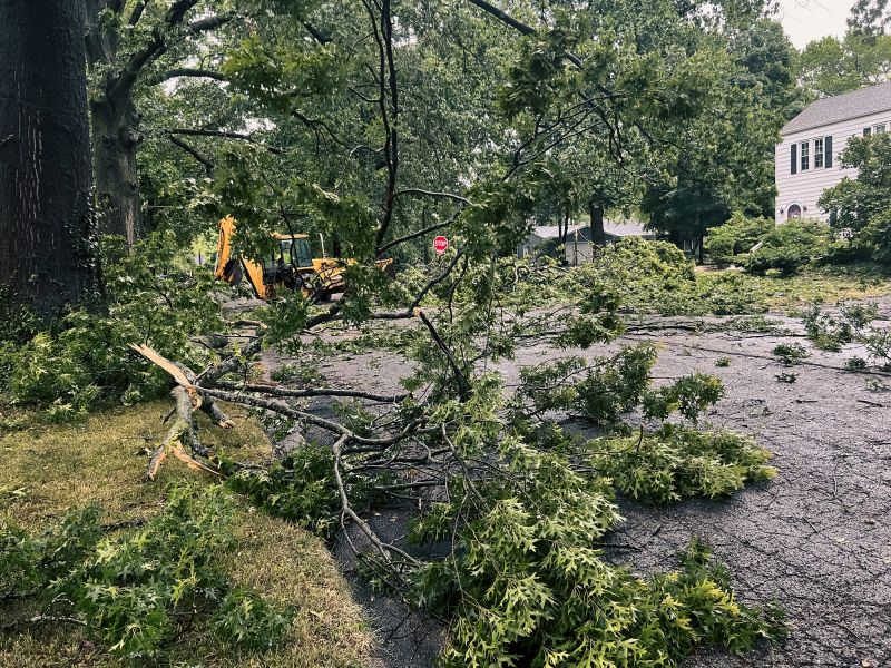 Tree Branches Removal in Ventura County, CA