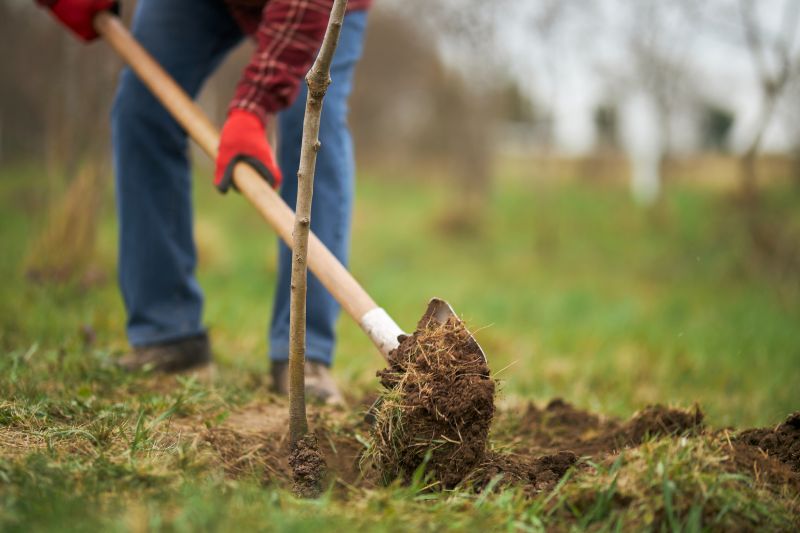Tree Landscaping in Ventura County, CA