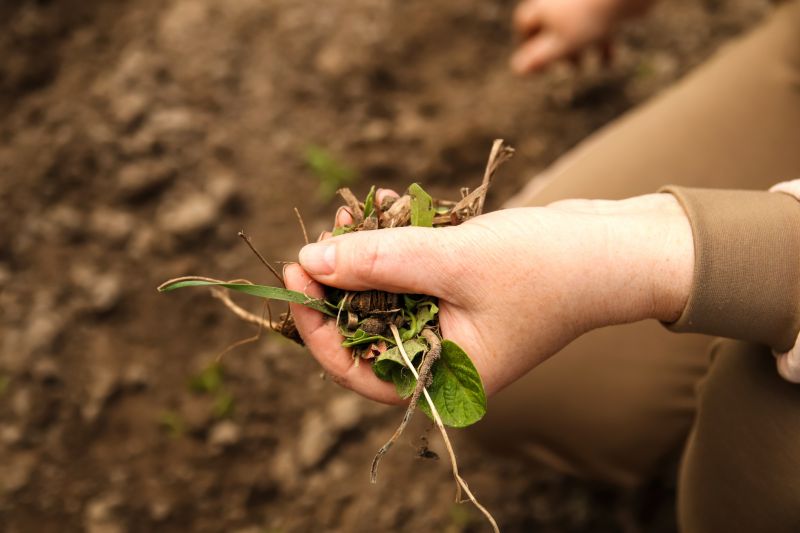 Weed Pulling in a Garden